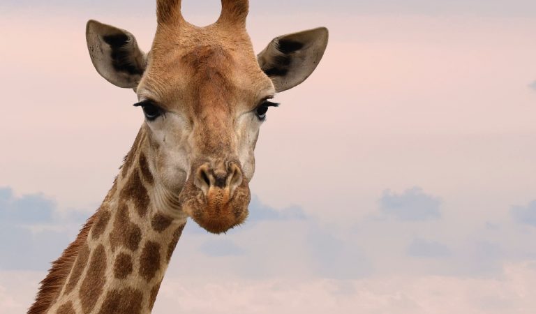 Giraffe Height – How Tall?